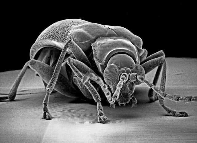 صور مجهرية للحشرات تظهر التفاصيل الإبداعية لتراكيبها